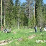 Несколько человек на травянистой поляне среди высоких хвойных и лиственных деревьев