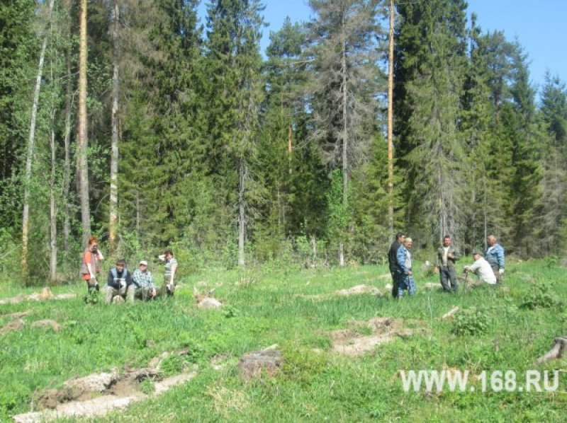 Несколько человек на травянистой поляне среди высоких хвойных и лиственных деревьев
