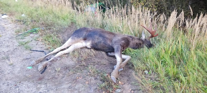 Лежит лось (тушка) на обочине дороги в траве