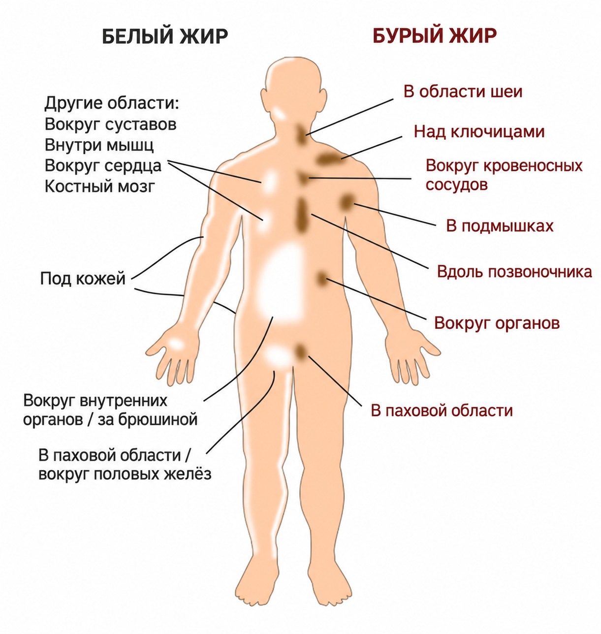Схема расположения белого и бурого жира в организме человека с подписями на русском языке