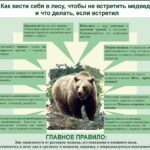 инфографика с изображением бурого медведя в центре и текстовыми блоками с правилами поведения при встрече в лесу