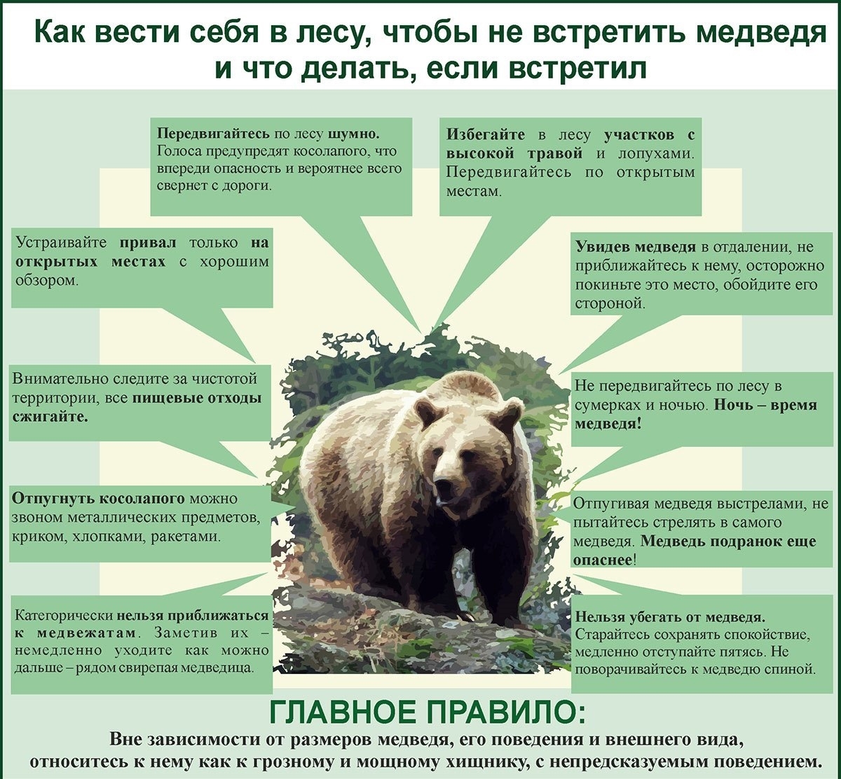 инфографика с изображением бурого медведя в центре и текстовыми блоками с правилами поведения при встрече в лесу